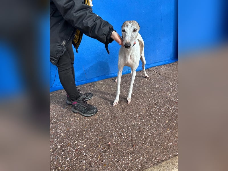 Penelope, zarte Langnase sucht ein sicheres Zuhause