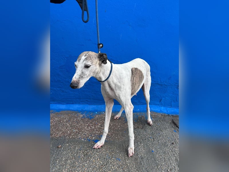 Penelope, zarte Langnase sucht ein sicheres Zuhause