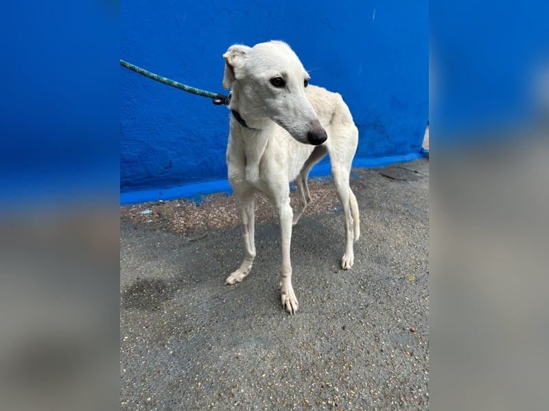 Bella, eine wunderschöne Galgo Prinzessin