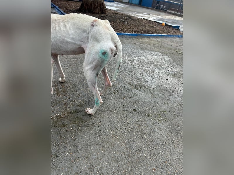 Cereza, Eleganz mit verletztem Herzen