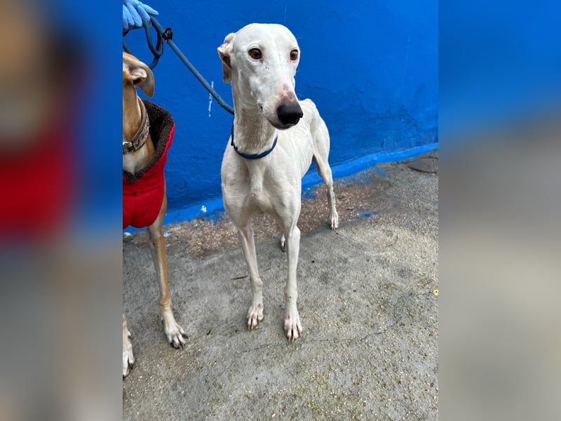 Cereza, Eleganz mit verletztem Herzen