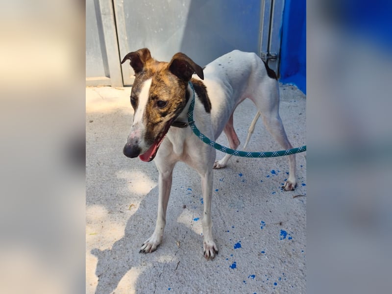 Valentina - junge Galgo-Hündin sucht ihr Zuhause