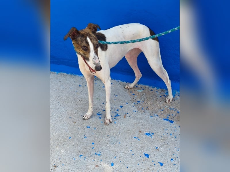 Valentina - junge Galgo-Hündin sucht ihr Zuhause
