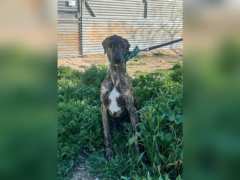Boli -Junger gestromter Schönling sucht Geborgenheit, Nähe und Abenteuer