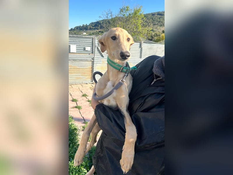 Goma - zarte junge Langnase sucht ihr Für-immer-Zuhause