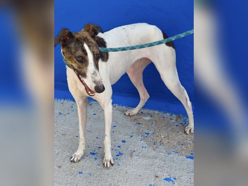 Valentina - junge Galgo-Hündin sucht ihr Zuhause