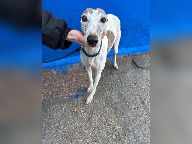 Penelope, zarte Langnase sucht ein sicheres Zuhause