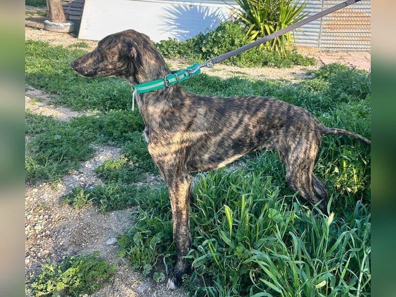 Boli -Junger gestromter Schönling sucht Geborgenheit, Nähe und Abenteuer