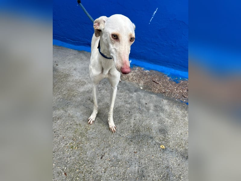 Frambuesa, Still, sensibel, voller Liebe