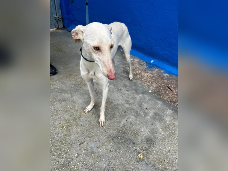 Frambuesa, Still, sensibel, voller Liebe