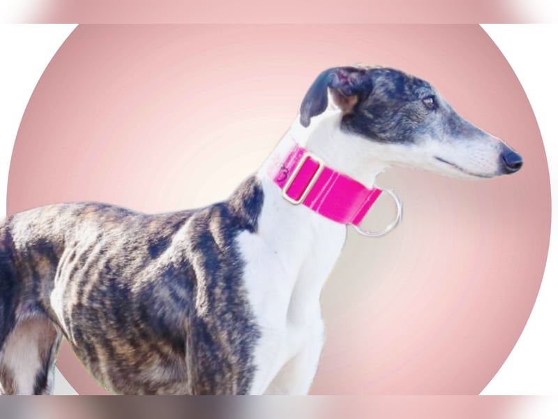 Oreo, eine wunderschöne soziale Galga