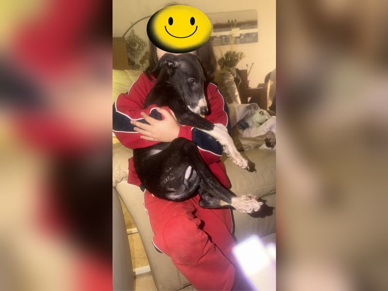 Danny, junge Langnase sucht ein Zuhause