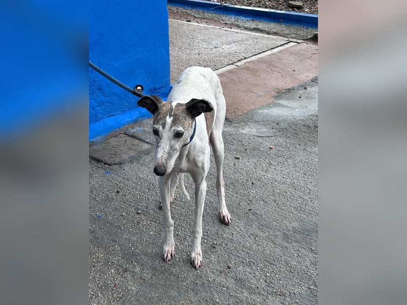 Penelope, zarte Langnase sucht ein sicheres Zuhause