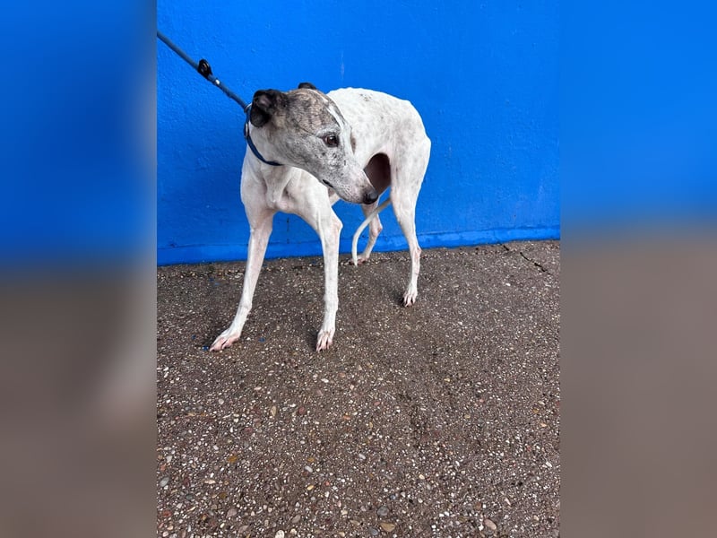 Penelope, zarte Langnase sucht ein sicheres Zuhause