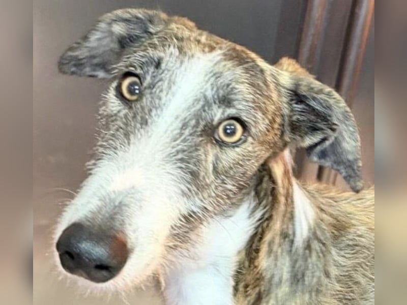 Lucas – einen traumhaften gestromten Rauhaargalgo mit Bernsteinaugen