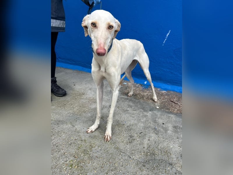 Frambuesa, Still, sensibel, voller Liebe