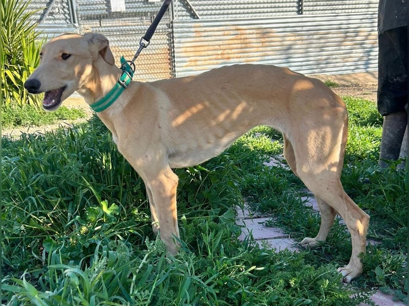 Goma - zarte junge Langnase sucht ihr Für-immer-Zuhause