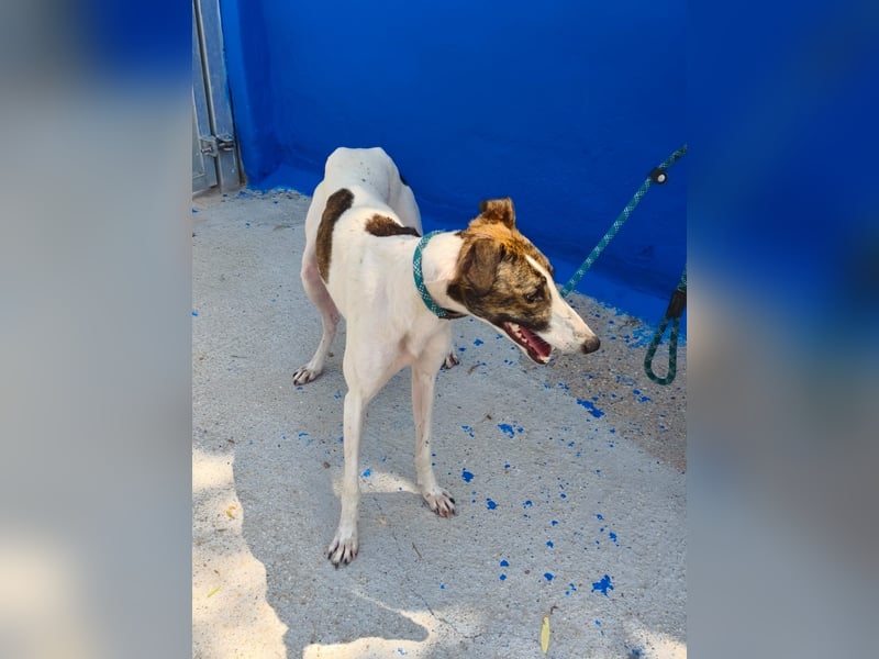 Valentina - junge Galgo-Hündin sucht ihr Zuhause