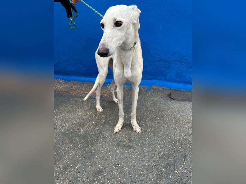 Bella, eine wunderschöne Galgo Prinzessin