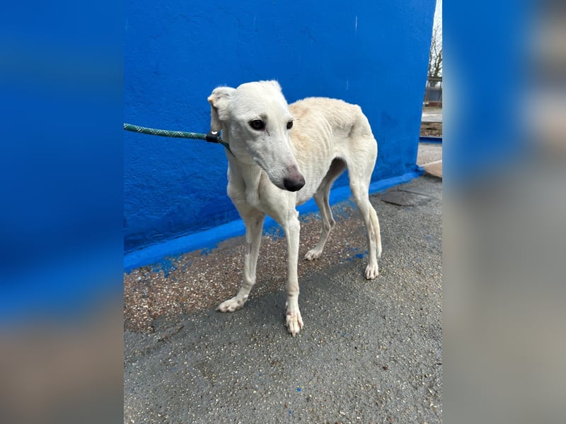 Bella, eine wunderschöne Galgo Prinzessin