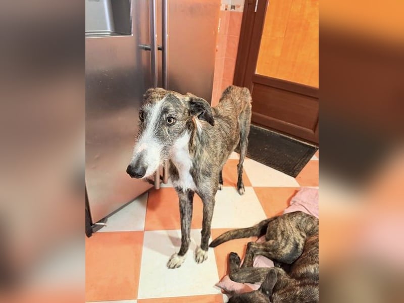 Lucas, ein Rauhaar Galgo sucht seine Menschen
