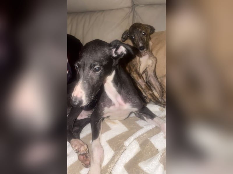 Danny, kleiner Galgo Bub sucht seine Herzensmenschen