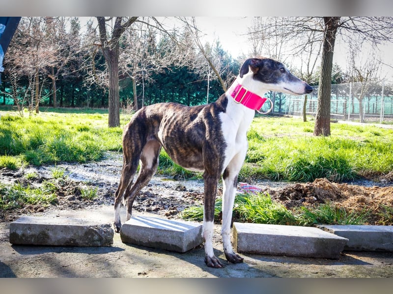 Oreo, eine wunderschöne soziale Galga