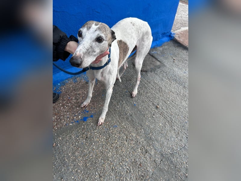 Penelope, zarte Langnase sucht ein sicheres Zuhause