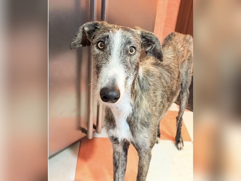 Lucas – einen traumhaften gestromten Rauhaargalgo mit Bernsteinaugen