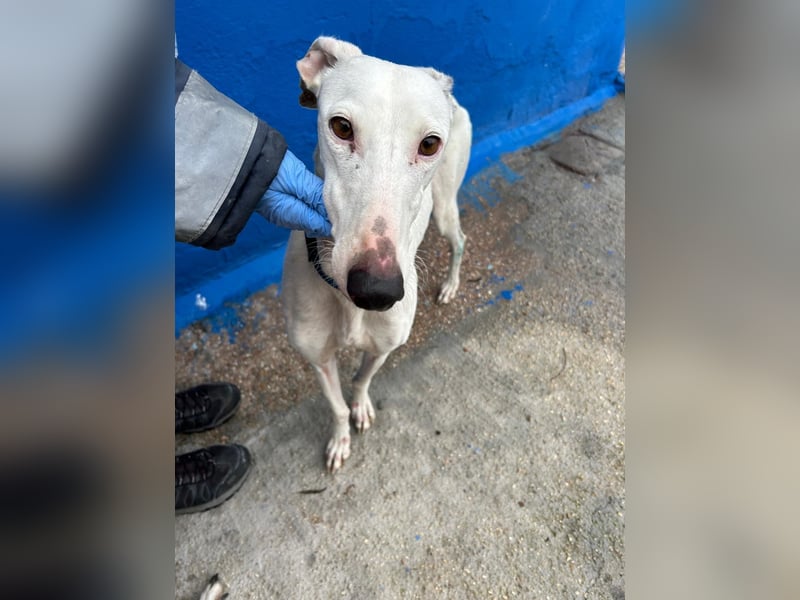 Cereza, Eleganz mit verletztem Herzen