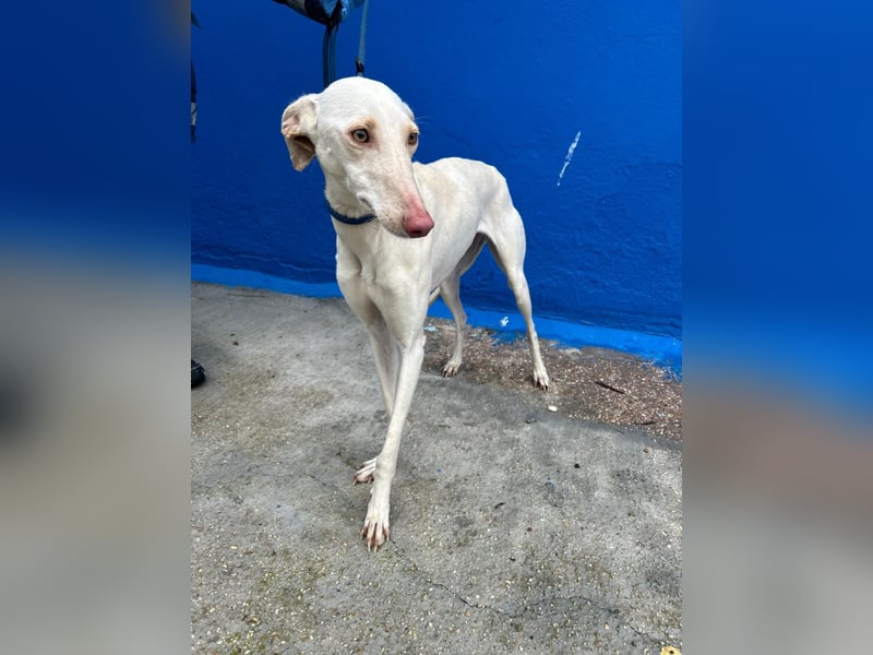 Frambuesa, Still, sensibel, voller Liebe