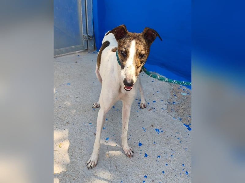 Valentina - junge Galgo-Hündin sucht ihr Zuhause