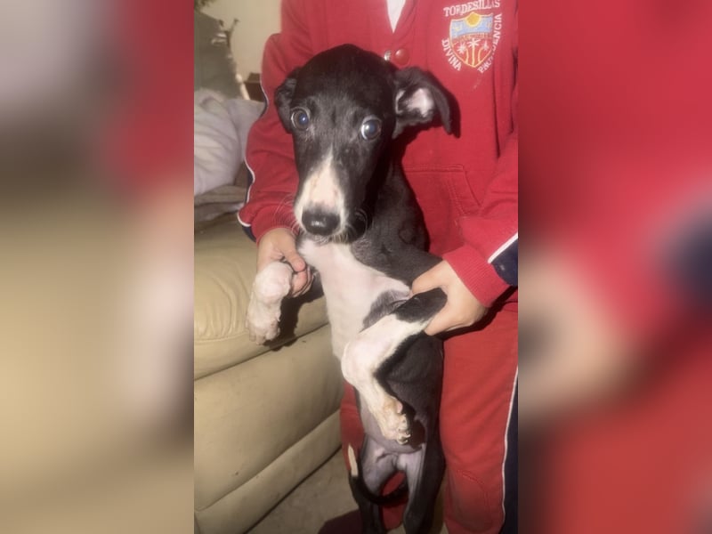 Danny, kleine Langnase sucht seine Familie