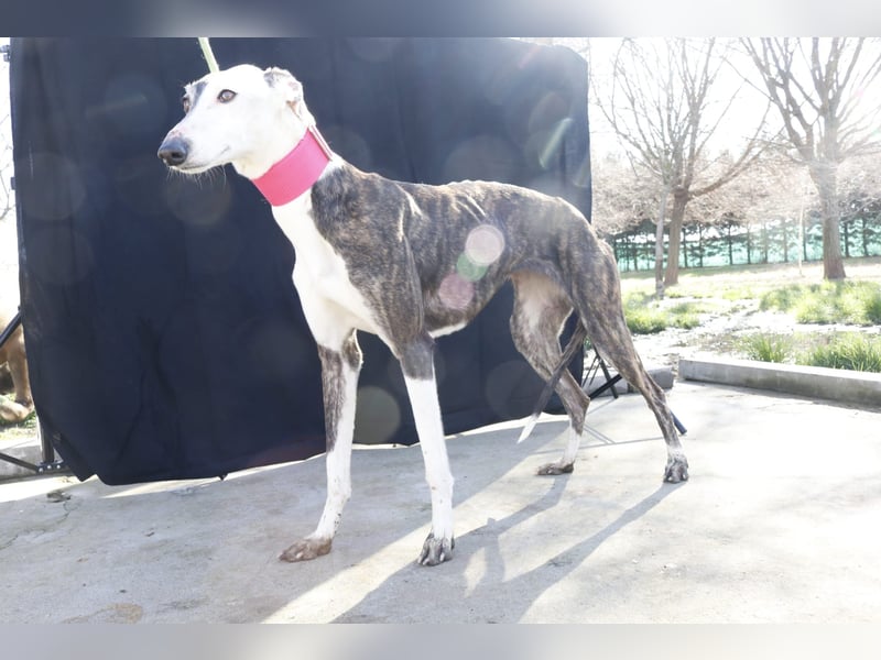 Oreo, eine wunderschöne soziale Galga