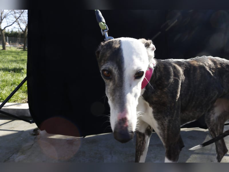 Oreo, eine wunderschöne soziale Galga