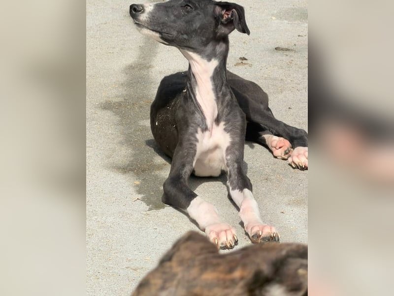 Danny,  eine fröhliche kleine Langnase auf der Suche nach seinem Herzenplatz