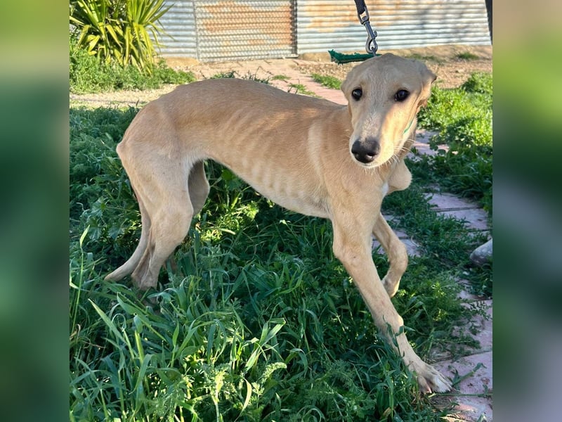 Goma - zarte junge Langnase sucht ihr Für-immer-Zuhause