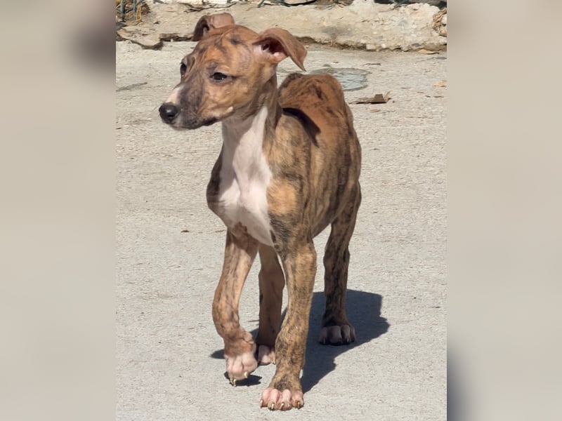 River, ein kleiner Sonnenschein sucht Geborgenheit