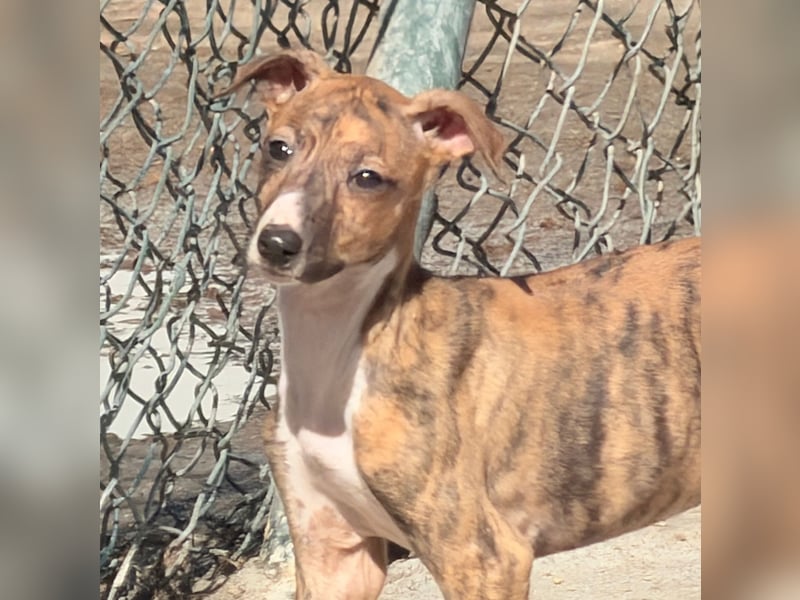 River, ein kleiner Sonnenschein sucht Geborgenheit