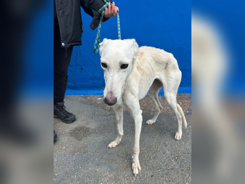 Bella, eine wunderschöne Galgo Prinzessin