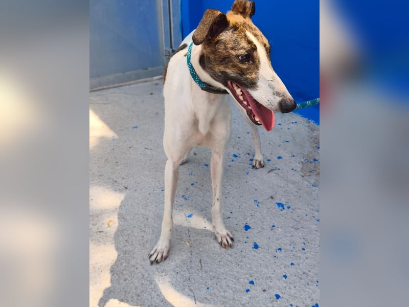 Valentina - junge Galgo-Hündin sucht ihr Zuhause