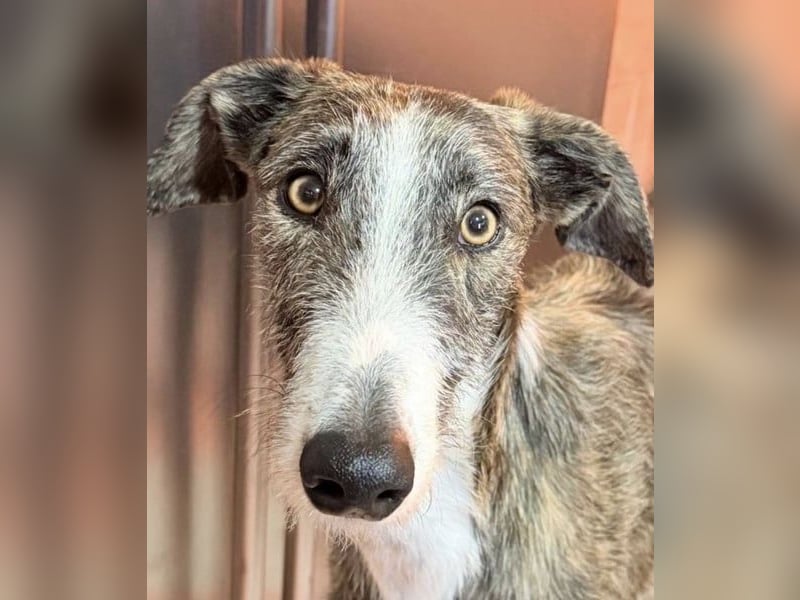 Lucas – einen traumhaften gestromten Rauhaargalgo mit Bernsteinaugen