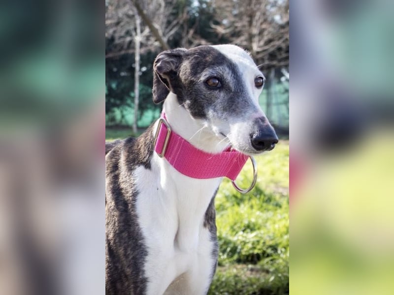 Oreo, eine wunderschöne soziale Galga