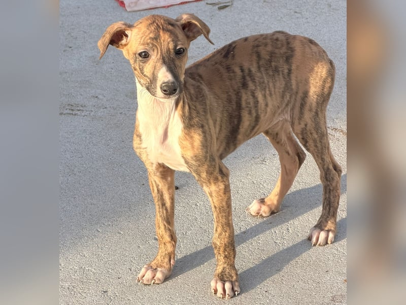 River, ein kleiner Sonnenschein sucht Geborgenheit