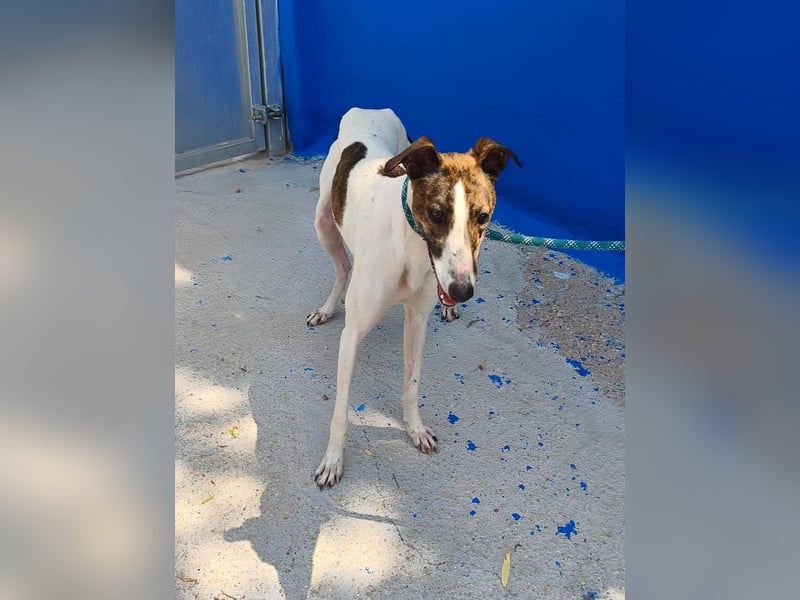 Valentina - junge Galgo-Hündin sucht ihr Zuhause