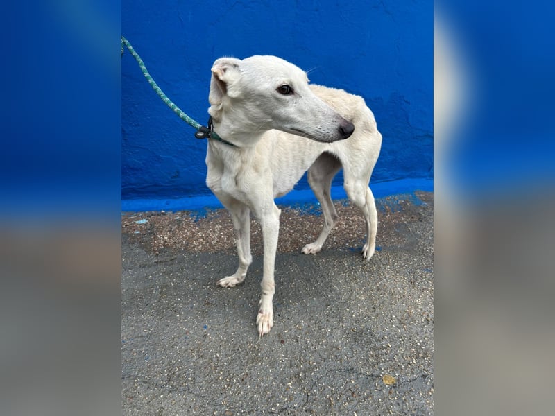 Bella, eine wunderschöne Galgo Prinzessin