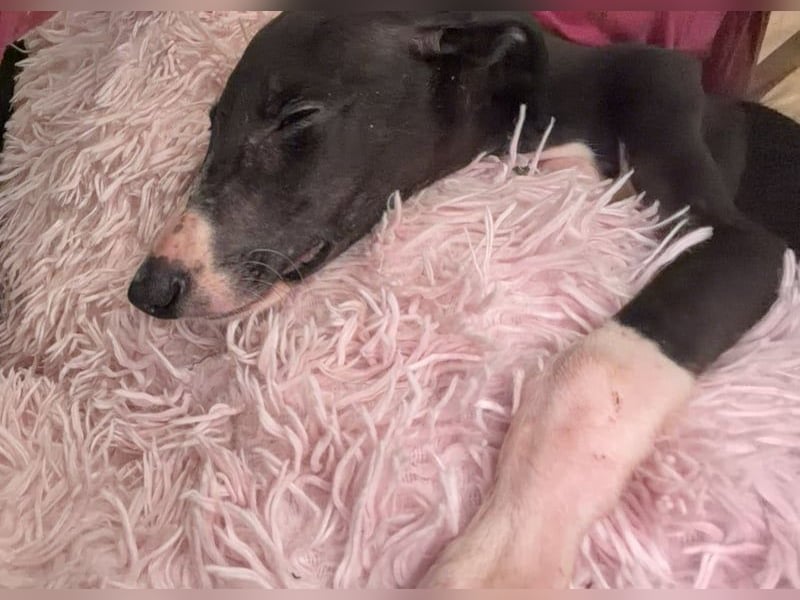 Danny,  eine fröhliche kleine Langnase auf der Suche nach seinem Herzenplatz