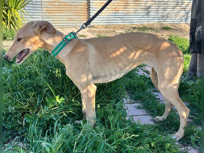 Goma - zarte junge Langnase sucht ihr Für-immer-Zuhause