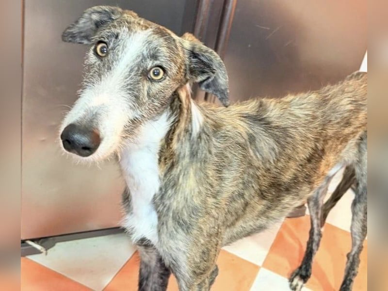 Lucas – einen traumhaften gestromten Rauhaargalgo mit Bernsteinaugen