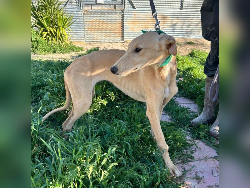 Goma - zarte junge Langnase sucht ihr Für-immer-Zuhause